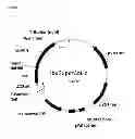 Fig. 04 - Process for the Production of Fine Chemicals