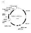 Fig. 05 - Process for the Production of Fine Chemicals