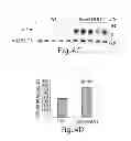 Fig. 09 - METHODS AND COMPOSITIONS FOR REGULATING IRON HOMEOSTASIS BY MODULATION OF BMP-6