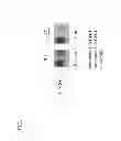 Fig. 02 - Sp35 Antibodies and Uses Thereof