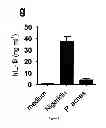 Fig. 05 - Method for the treatment of acne by administering IL-1β antibody