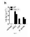 Fig. 16 - Method for the treatment of acne by administering IL-1β antibody