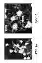 Fig. 02 - Methods for treating and preventing neutrophil-derived net toxicity and thrombosis
