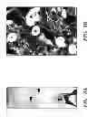 Fig. 06 - Methods for treating and preventing neutrophil-derived net toxicity and thrombosis