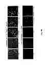 Fig. 05 - ADJUVANT COMPOSITIONS WITH 4-1BBL