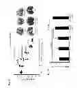 Fig. 08 - ADJUVANT COMPOSITIONS WITH 4-1BBL
