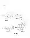 Fig. 05 - INTRAESOPHAGEAL ADMINISTRATION OF TARGETED NITROXIDE AGENTS FOR PROTECTION AGAINST IONIZING IRRADIATION-INDUCED ESOPHAGITIS