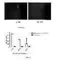Fig. 19 - INTRAESOPHAGEAL ADMINISTRATION OF TARGETED NITROXIDE AGENTS FOR PROTECTION AGAINST IONIZING IRRADIATION-INDUCED ESOPHAGITIS
