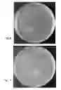 Fig. 06 - MICROBIAL GROWTH FACTORS