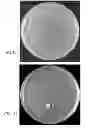 Fig. 09 - MICROBIAL GROWTH FACTORS