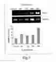 Fig. 08 - Nanoparticle and polymer formulations for thyroid hormone analogs, antagonists, and formulations thereof
