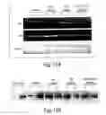 Fig. 16 - Nanoparticle and polymer formulations for thyroid hormone analogs, antagonists, and formulations thereof