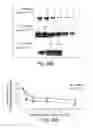 Fig. 34 - Nanoparticle and polymer formulations for thyroid hormone analogs, antagonists, and formulations thereof