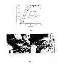 Fig. 05 - Core-shell microspheres
