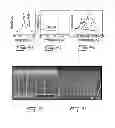 Fig. 05 - MULTI-BRANCHED N-DOPED CARBON NANOTUBES AND THE PROCESS FOR MAKING SAME
