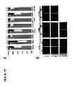 Fig. 33 - Translational dysfunction based therapeutics