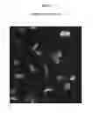Fig. 03 - MULTIPLEX CELL SIGNALLING ASSAYS