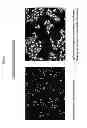 Fig. 08 - MULTIPLEX CELL SIGNALLING ASSAYS