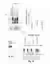 Fig. 07 - Methods and compositions for enhancing proteasome activity
