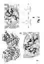 Fig. 02 - METHOD FOR IDENTIFYING INHIBITORS OF STAPHYLOCOCCUS AUREUS