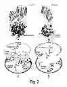 Fig. 03 - METHOD FOR IDENTIFYING INHIBITORS OF STAPHYLOCOCCUS AUREUS
