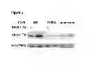 Fig. 02 - Cell-based methods for measuring activity of a protein inhibitor