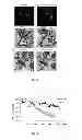 Fig. 03 - D-psicose 3-epimerase mutant with improved thermal stability, and continuous production of D-psicose using same