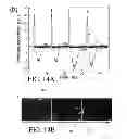 Fig. 20 - Electrokinetic confinement of neurite growth for dynamically configurable neural networks