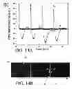 Fig. 20 - Electrokinetic confinement of neurite growth for dynamically configurable neural networks