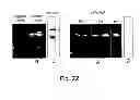 Fig. 13 - Protein extraction