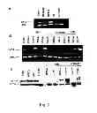 Fig. 07 - Immunotherapeutic Methods Using Epitopes of WT-1 and GATA-1