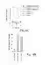 Fig. 09 - Immunotherapeutic Methods Using Epitopes of WT-1 and GATA-1