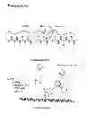 Fig. 12 - METHOD OF PREPARING AN ADDUCT