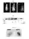 Fig. 08 - Peptide bone forming peptide 4 for promoting osteogenesis or vascularization and use thereof