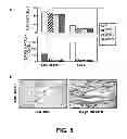 Fig. 06 - Methods of Use of Inhibitors of Phosphodiesterases and Modulators of Nitric Oxide, Reactive Oxygen Species, and Metalloproteinases in the Treatment of Peyronie's Disease, Arteriosclerosis and Other Fibrotic Diseases