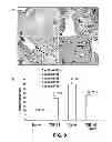 Fig. 10 - Methods of Use of Inhibitors of Phosphodiesterases and Modulators of Nitric Oxide, Reactive Oxygen Species, and Metalloproteinases in the Treatment of Peyronie's Disease, Arteriosclerosis and Other Fibrotic Diseases
