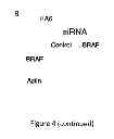 Fig. 08 - Methods for determining and inhibiting rheumatoid arthritis associated with the BRAF oncogene in a subject