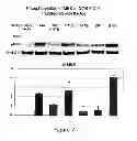 Fig. 12 - Methods for determining and inhibiting rheumatoid arthritis associated with the BRAF oncogene in a subject