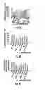Fig. 07 - Methods of facilitating neural cell survival using non-peptide and peptide BDNF neurotrophin mimetics