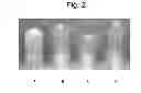 Fig. 03 - BLOW MOLDING POLYSTYRENE NANOCOMPOSITES