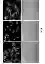 Fig. 05 - Fluorescent potassium ion sensors