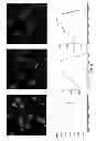 Fig. 06 - Fluorescent potassium ion sensors