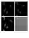 Fig. 12 - Fluorescent potassium ion sensors