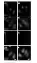 Fig. 23 - Fluorescent potassium ion sensors