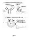 Fig. 02 - Methods and compositions of DNA ligands for arthropod-borne pathogen detection and prophylaxis or therapy