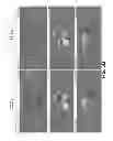 Fig. 11 - Composite singularity mapping