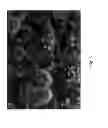 Fig. 04 - Microstructured absorbable implant