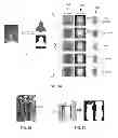 Fig. 06 - Re-Ranking item recommendations based on image feature data