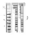 Fig. 09 - PRESENTATION-STRUCTURE-AWARE DISPLAY OF PLANOGRAMS