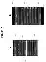Fig. 15 - CONFIRMATION OF IDENTITY